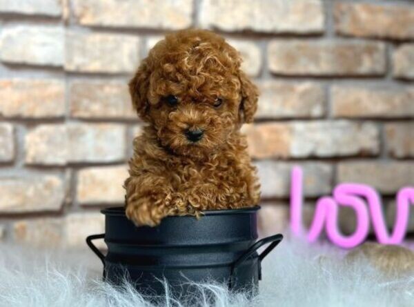 Original Toy Poodle Puppies ready
