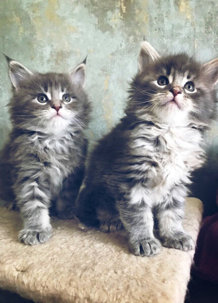 Maine Coon kittens PureBred