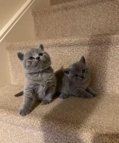 British Shorthair kittens PureBred