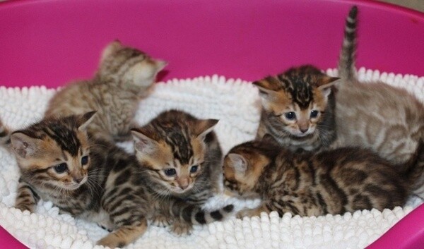 Bengal kittens PureBred