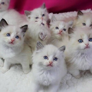Ragdoll kittens PureBred | PostAds PH