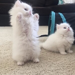 Persian kittens PureBred | PostAds PH