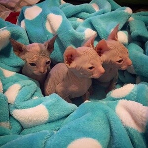 Sphynx kittens PureBred | PostAds PH