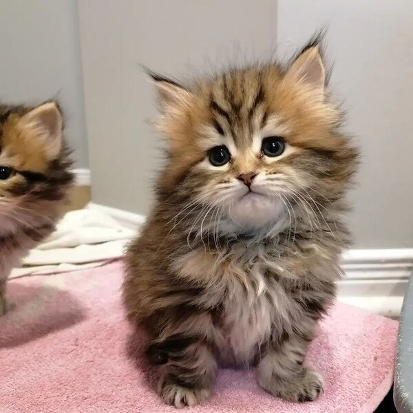 Siberian kittens PureBred