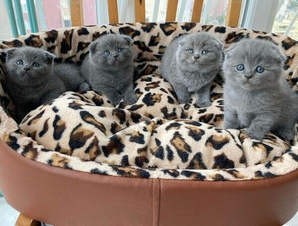 Scottish fold kittens PureBred