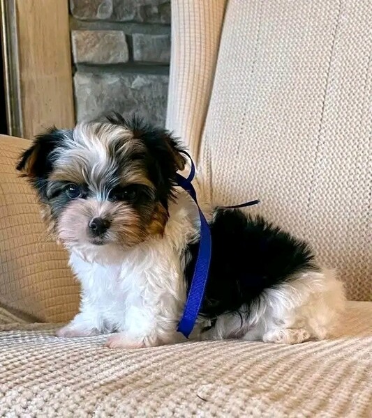 Took great care helping me with the right pup after I lost my Maltese/L
