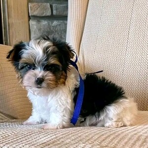 Took great care helping me with the right pup after I lost my Maltese/L | PostAds PH