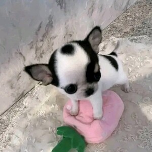 Teacup Chihuahua | PostAds PH