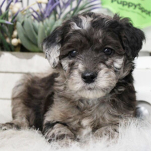 Maltipoo puppies | PostAds PH
