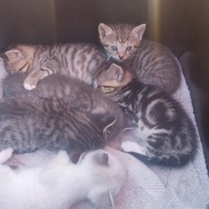 6 week old kittens given away | PostAds PH