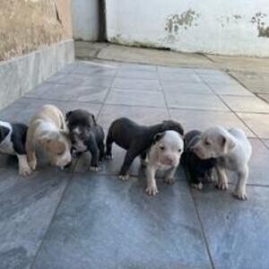 Dogs for adoption | PostAds PH