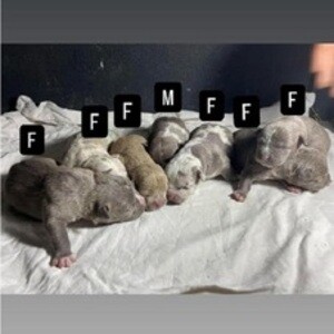 American bully pocket | PostAds PH