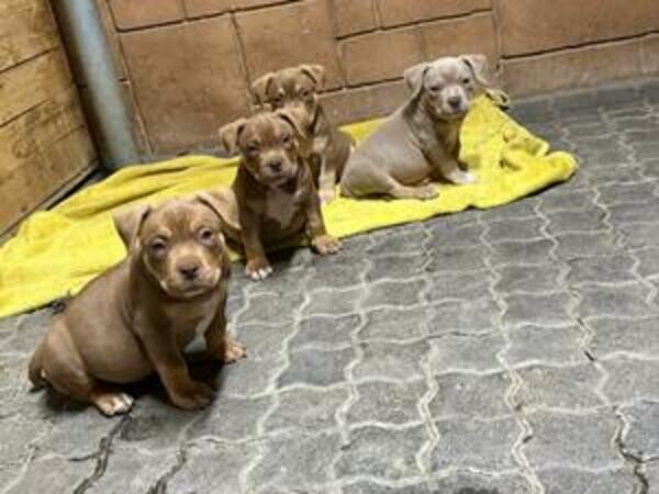  	Labrador puppies