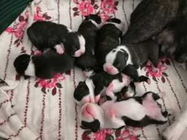 Pitbull puppies
