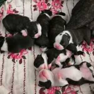 Pitbull puppies | PostAds PH