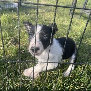 Black and white Border Collie pups | PostAds PH