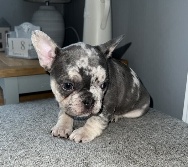 FRENCH BULLDOG PUPPIES FOR SALE!
