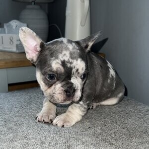 FRENCH BULLDOG PUPPIES FOR SALE! | PostAds PH