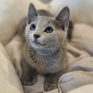 Purebred Russian Blue Kittens available now | PostAds PH