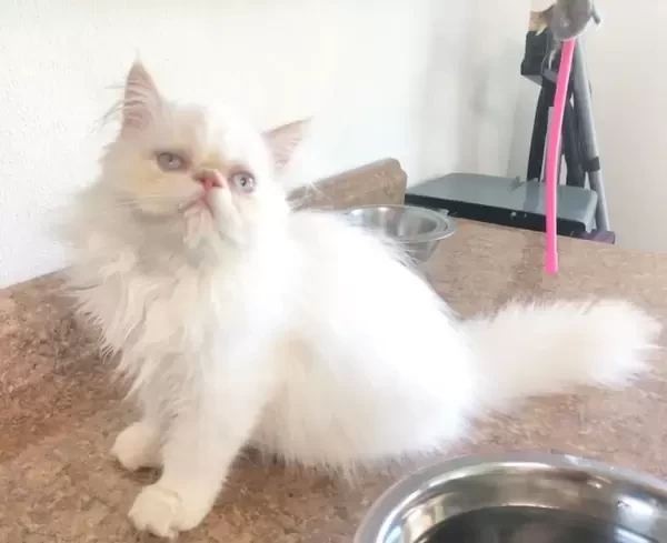 kitten for sell