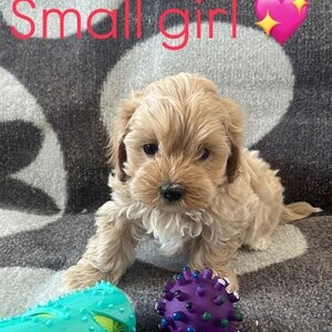 Small maltipoo puppys | PostAds PH