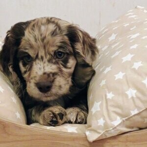 Cocker Spaniel x Beagle x Springer Puppies | PostAds PH