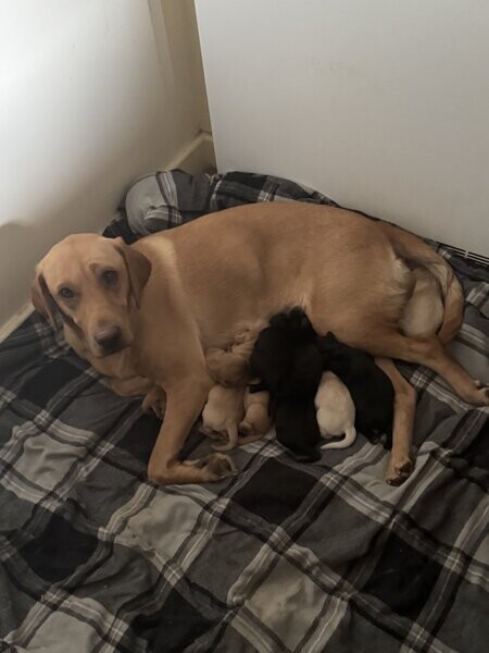 6 Kc Reg Labrador puppies left