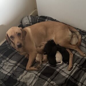 6 Kc Reg Labrador puppies left | PostAds PH