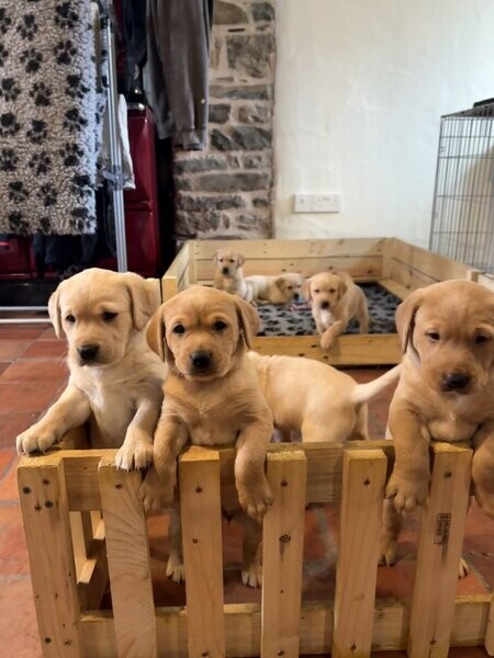 Stunning KC Fox Red / Golden Litter