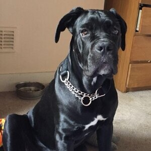 Cane corso | PostAds PH