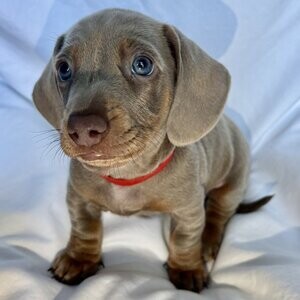 Stunning Miniature Daschund Male Puppies Cream Dapple/Isabella Blue | PostAds PH
