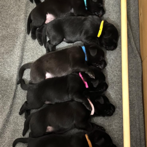 Lovely Labrador litter from excellent pedigree working parents | PostAds PH