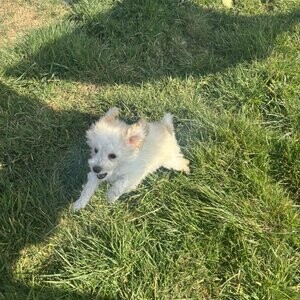 KC Girl Ready For Her New Home | PostAds PH