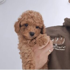 TOY POODLES BY FIR TREES POODLES AND PAWS | PostAds PH