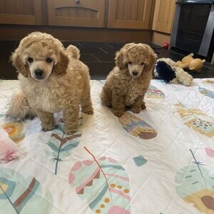 ⭐️ Licensed Breeder ⭐️ champion toy poodle puppies | PostAds PH