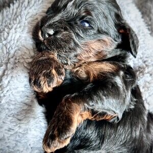 F1 Cavapoo puppies unusual colours | PostAds PH