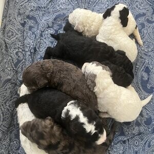 Pretty Cockapoo puppies | PostAds PH