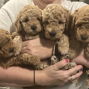 F1B Cockapoo puppies | PostAds PH