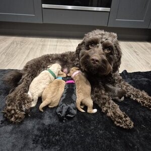 F2 Cockapoo Puppies (5) | PostAds PH