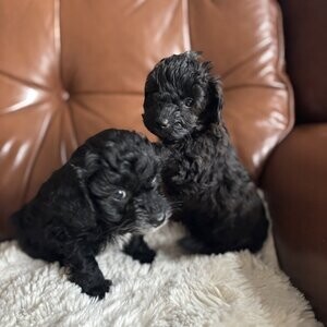 Reduced One girl remaining Black and Tan ready to leave | PostAds PH