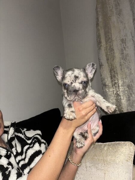 French bulldog big rope