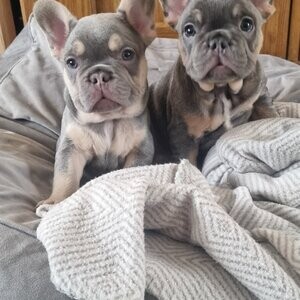 READY NOW lilac & Tan French Bulldog puppies | PostAds PH