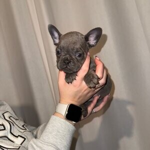 French Bulldog puppies - KC Registered | PostAds PH