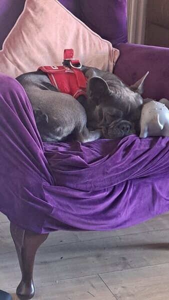 Blue Male french bulldog