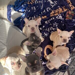 6 frenchie pups KC carrying fluffy | PostAds PH