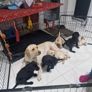 Adorable Labrador Puppies | PostAds PH