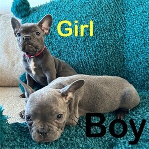 French Bulldog (Mia and Spotty) | PostAds PH