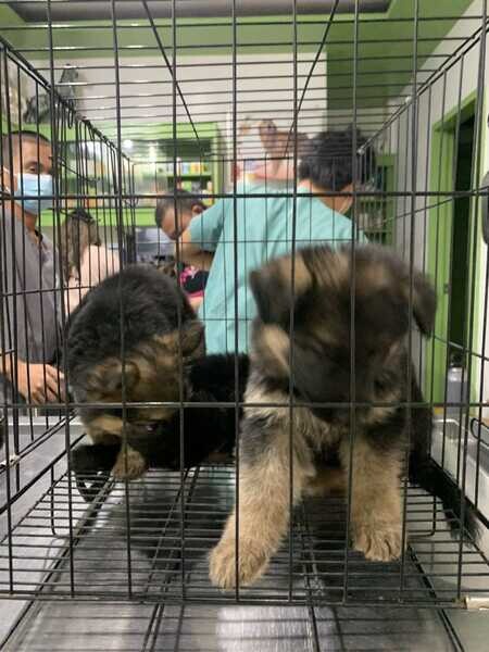German Shepherd puppies