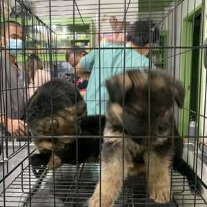 German Shepherd puppies | PostAds PH