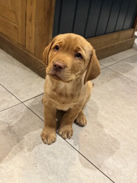 Labrador Retriever